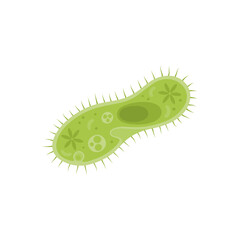 Paramecium Caudatum Illustration