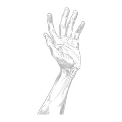 Detailed Line Art Illustration of a Hand Reaching Upwards