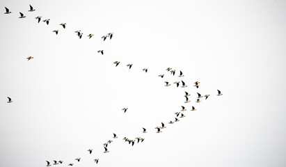 Flock of flying birds on white background isolated. Large flock of wild birds.