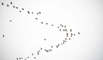 Fototapete Vögel Flock of flying birds on white background isolated. Large flock of wild birds.  © Vera