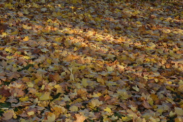 Golden maple leaves spread out on the grass highlighted by rays of sunshine in the Canadian autumn.