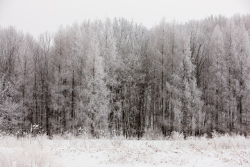 Heavily frosted trees from a heavy fog in January in Wisconsin