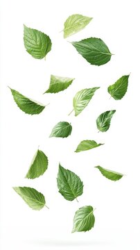 Falling perilla leaves on a white background. Realistic herb leaf pattern for culinary botanical and nature-related designs and projects.. Generative AI
