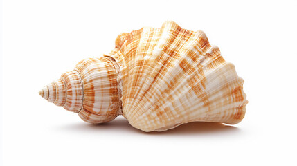 Fototapeta premium Closeup of a Spiral Seashell, Isolated on White Background