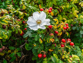 White Flower And Berries 2