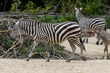 Zootiere im Erlebnis-Zoo Hannover