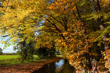 autumn in the park