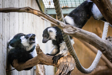 Zootiere im Erlebnis-Zoo Hannover