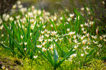 Spring flowers under the rays of sunlight. Snowdrops close-up. Beautiful landscape of nature. Hi spring. Beautiful flowers on a green meadow.