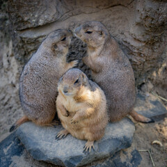 Zootiere im Erlebnis-Zoo Hannover