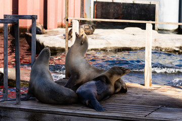 Zootiere im Erlebnis-Zoo Hannover