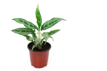 A green and ellipse leaf aglaonema is growing in a red-brown pot.