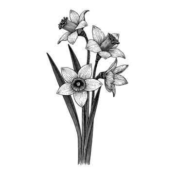black and white daffodils botanical drawing clip art preview