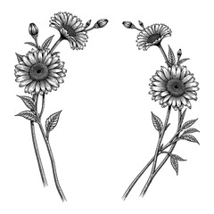 Black and White Outline Line Art Drawing of Gerbera Flowers Frame - Detailed Vintage Engraving Sketch Illustration