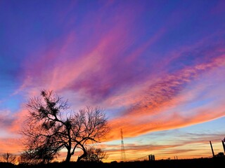 colorful sunset silhouette of tree
