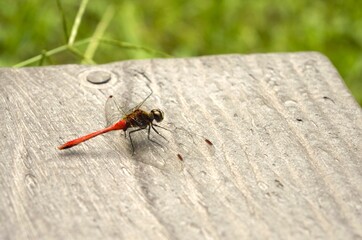 A meadowhawk in the park in Nagano