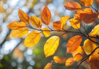 Fototapeta premium Golden Autumn Leaves on a Branch