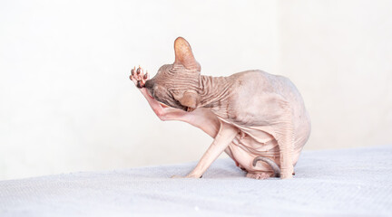 Egyptian sphinx cat licking himself while sitting on the bed. Close-up of a bald cat licking his...