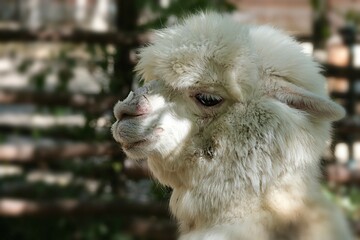  A blue-eyed alpaca at the Nizhny Novgorod Zoo. Russia