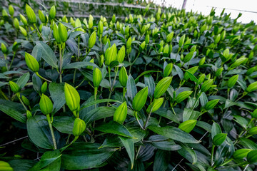 Industrial cultivation of flowers tulips in big greenhouse