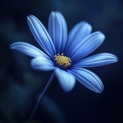 Fototapeta premium Floret. Blue Daisy Bloom in Nature Garden Flora with Petal Blossom