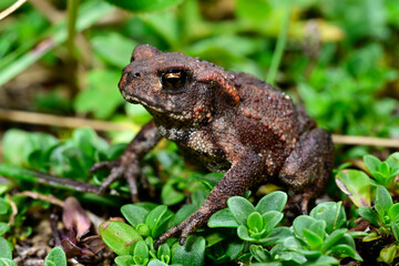 Common Toad // Erdkröte (Bufo bufo) - Blidinje Nature Park in Bosnia and Herzegovina