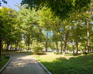 Obraz premium Beautiful Green trees in a city park, on a sunny day, Yeouido Park in Seoul, Korea, for a background
