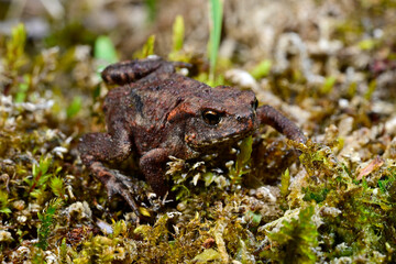 Erdkröte // Common Toad (Bufo bufo) 