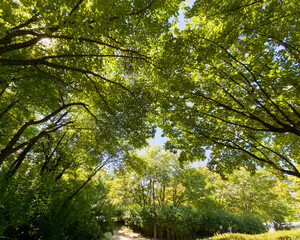 Beautiful Green trees in a city park, on a sunny day, Yeouido Park in Seoul, Korea, for a background