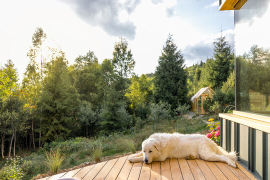 A peaceful dog resting on a wooden deck in the countryside. The surrounding trees and a distant greenhouse create a serene, natural environment, enhanced by soft, golden light.