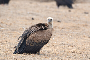 Eurasian griffon vulture or Gyps fulvus at Jorbeer in Rajasthan, India