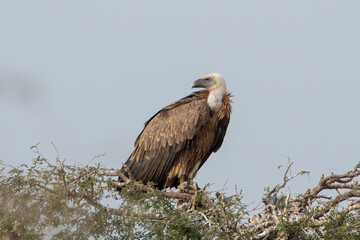 Eurasian griffon vulture or Gyps fulvus at Jorbeer in Rajasthan, India