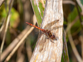 A dragonfly is sitting on a leaf. The dragonfly is brown and red. The leaf is green