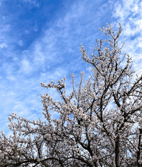 Almond tree blossoms against the sky