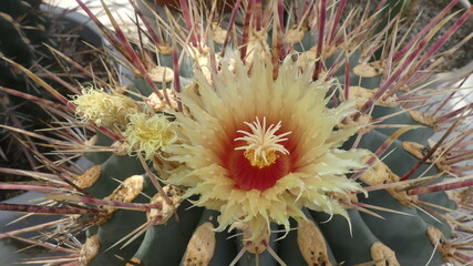 Kaktusbl&uuml;te