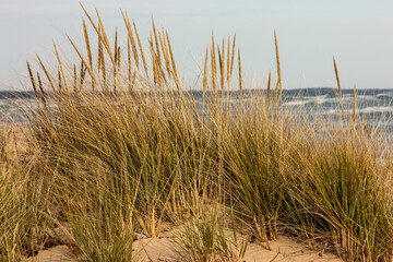 Dune grass stands like a barricade to the strong November winds coming off Lake Michigan at...