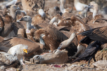 Eurasian griffon vulture or Gyps fulvus at Jorbeer in Rajasthan, India
