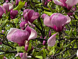 magnolias flowers on magnolia tree