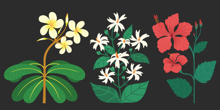Plumeria Champa or Frangipani, Jasood or Red Hibiscus and Parijat Night Jasmine flowers. Set of Asian and Indian botanical floral flowers vector art, hand drawing