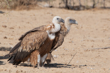 Eurasian griffon vulture or Gyps fulvus at Jorbeer in Rajasthan, India