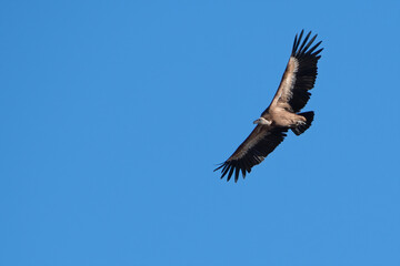 Eurasian griffon vulture or Gyps fulvus in flight at Jorbeer in Rajasthan, India