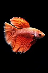 A vibrant orange betta fish elegantly swimming against a black background, showcasing its flowing fins and graceful movement.