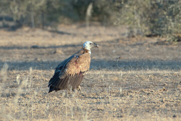 Eurasian griffon vulture or Gyps fulvus at Jorbeer in Rajasthan, India