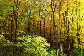Autumn Leaves in Vermont