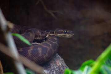 snake on a rock close up