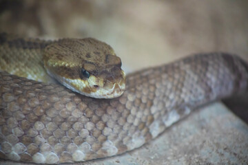 close up of a snake