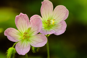 The mid-May morning sunshine drifts through the Wild Geranium flowers within the Pike Lake Unit, Kettle Moraine State Forest, Hartford, Wisconsin.