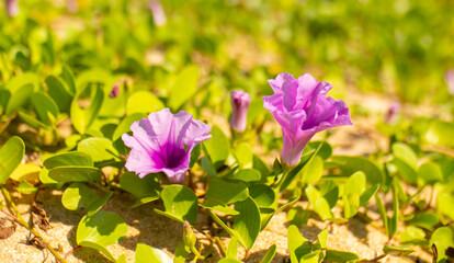 Ipomoea piscaena, morning glory, wild climbing plant. Ipomoea biloba flower on a sandy beach. Contains substances with antihistamine action, suppresses jellyfish poison and insect bites.