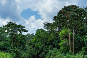Obraz premium Bwindi Impenetrable Forest in Uganda 
