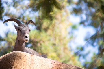 close up of a desert bighorn sheep sitting on top of rock ledge